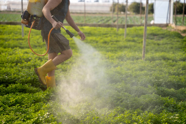 Reliable Mira Monte, CA Pest Control Solutions