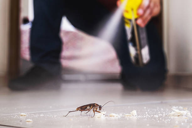 Best Flea Control Services  in Mira Monte, CA